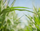 Corn Field 8x10 Photograph, Summer Farm Photography, Blue Green Home Decor, Leaf and Sky Print, Country Art