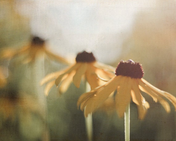 Yellow Flower Photography 8x10 Nature Photograph, Brown, Gold, Green Decor,  Rustic Summer Photo, Autumn Print, Black Eyed Susan