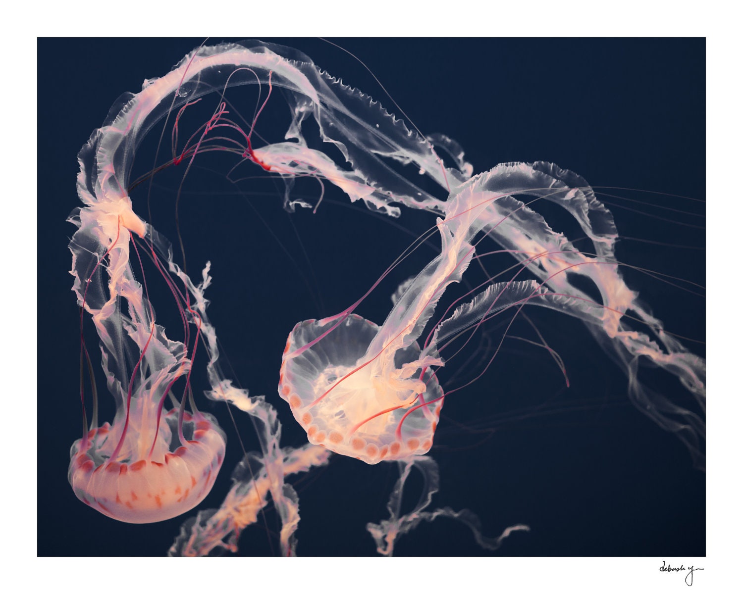 Valentine's Day, Jellyfish Photography, Lovers, Jellyfish Photo, Pink, Violet, Purple, Orange, Nature Photography, Like a Dance