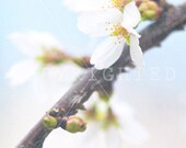 spring blossom print (5x7)