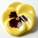 Yellow Pansy Brooch Vintage Avon Porcelain Yellow