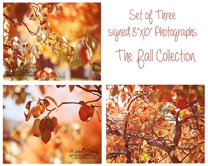 Autumn Photography Bundle Thanksgiving Orange Fall leaves Photos, Pumpkin Color, Halloween, Autunm Fall Seasonal Nature Fine Art Photograph
