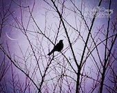 Purple Fine Art Nature Photography, 16x20 large wall art, for a childs room, Lilac, Moon and Stars, Winter Sky, white, Nursery Decor