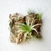 Wall Garden: Air Plants on Sustainable Virgin Cork Bark
