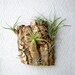 Vertical Garden: Air Plants on Sustainable Virgin Cork Bark