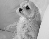 Maltese Dog Black and White Photograph - Dog on Couch