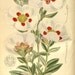 Labdanum Essential Oil (Cistus Ladanifer) - DIY, Perfume Blending, Soap Making