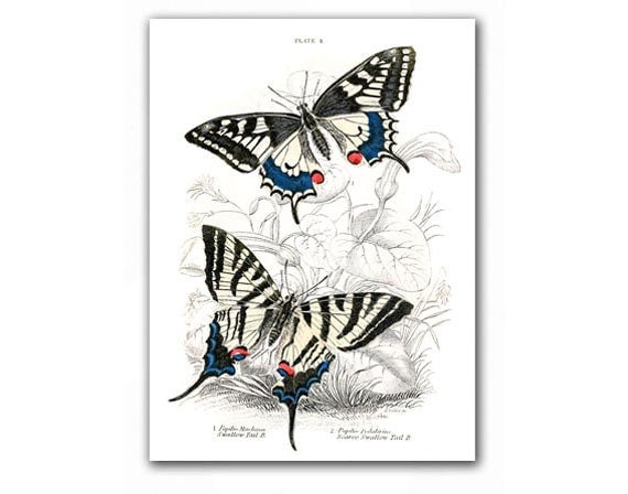 Amazing Butterflies, vintage illustration printed on Parchment paper, Nursery Room decor, Educational plate. Buy 3 and get 1 FREE