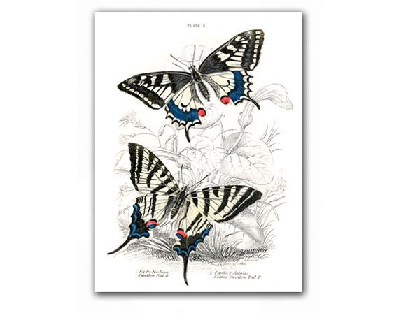 Amazing Butterflies, vintage illustration printed on Parchment paper, Nursery Room decor, Educational plate. Buy 3 and get 1 FREE
