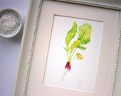 Radish Watercolor Painting - Art Print - French Radish Red Pink White Green Vegetable Botanical Kitchen Food Art - Watercolour