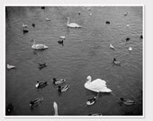Black and White Amsterdam Photography-Swans and Ducks in the Canals- Nature Print-8x10