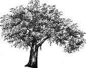 Custom Ink Drawing of Tree, Sketched from your photo
