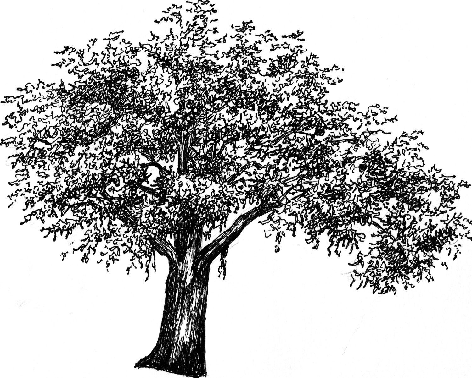 tree sketch clipart - photo #26