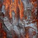 Abstract Fine Art Photography Industrial Rust Orange Red Rust, Red Head 8x12