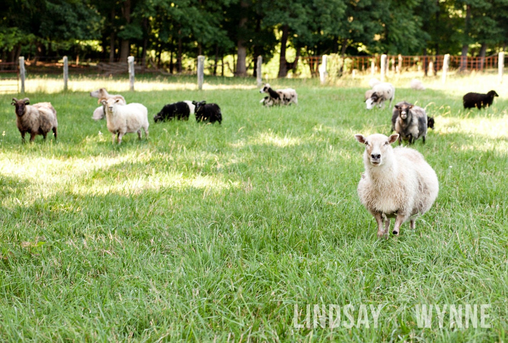 Sheep and Goats in a field