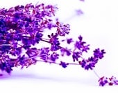 Lavender Photography, Lavender bouquet twigs, Purple Flower photography, Pink purple fuschia 8x10 or 8x12