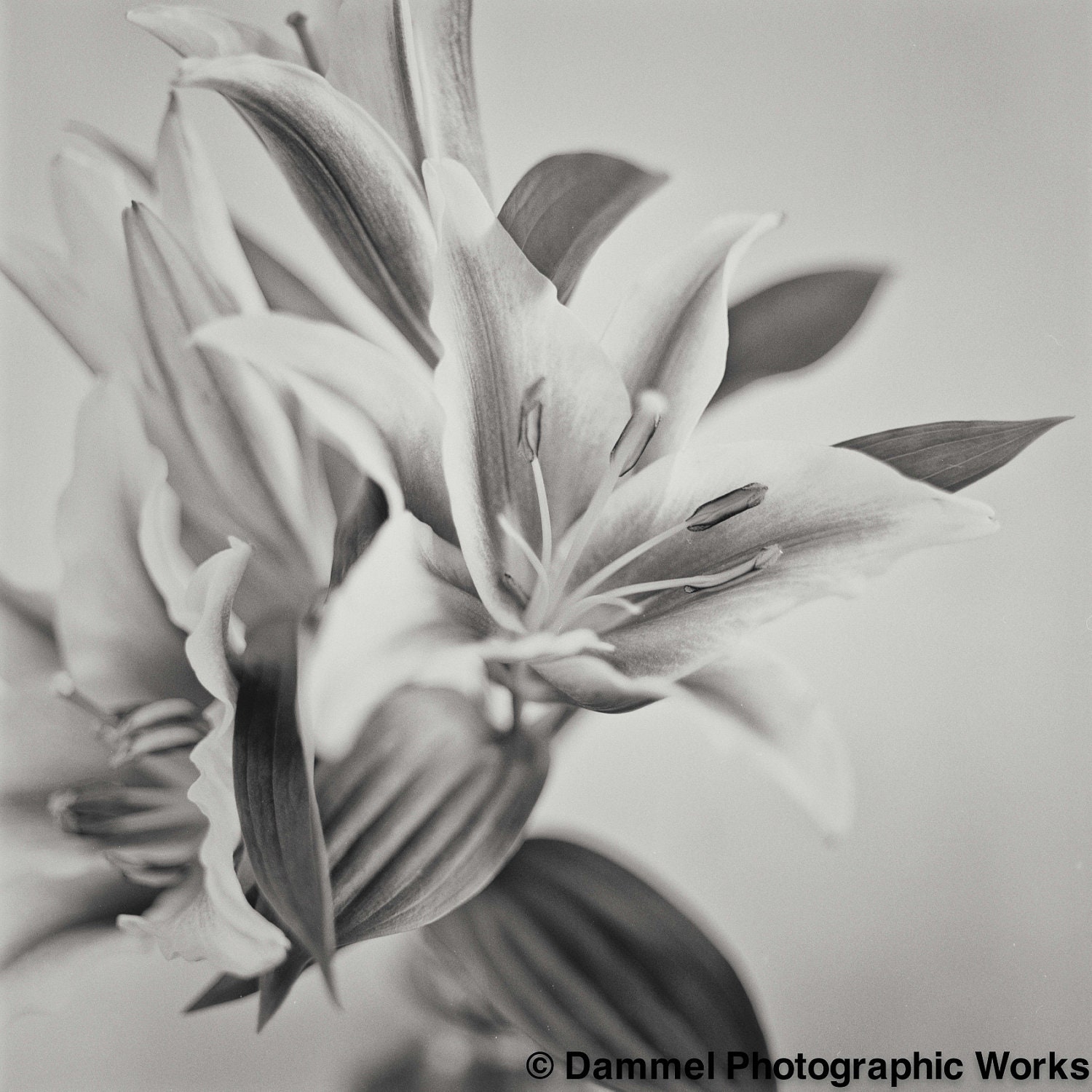 Lily Monochrome, 10x10" black and white fine art still life flower Stargazer Lily