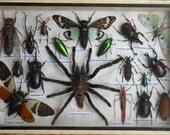 REAL Multiple INSECTS BEETLES Spider Collection frames /is08c - thaicraft2you