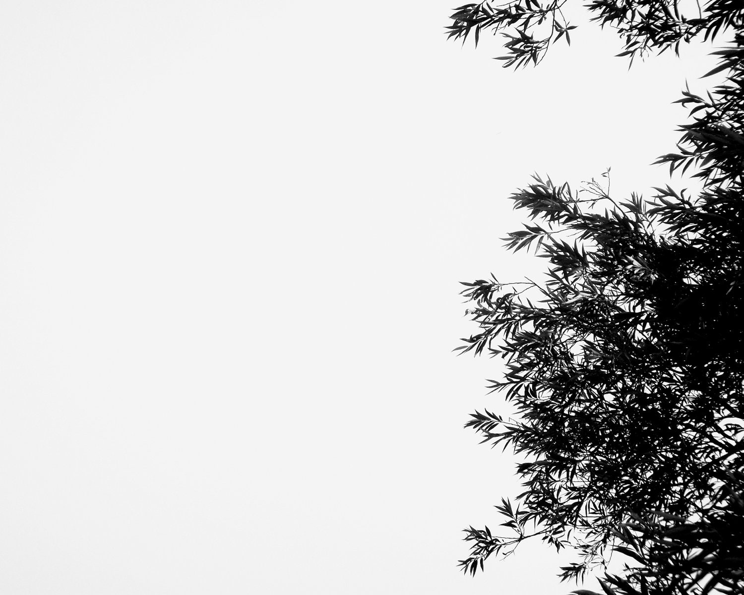 8x10 Black and White Minimalist Photography Dreamy Photography Beautiful Black and White Plant Fine Art Original Print