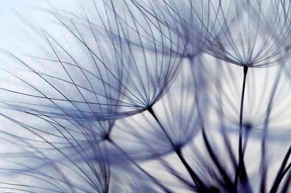 Dandelion Delicate Seeds Fine Detail Soft Light Color Home Decor Fine Art Print 12x18 "Dandelion in Blue No. 2"