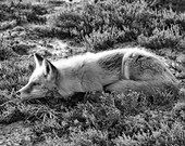Black and White Animal Photography, Red Fox photograph, Fine Art Nature Photography, 8 x 10 photo