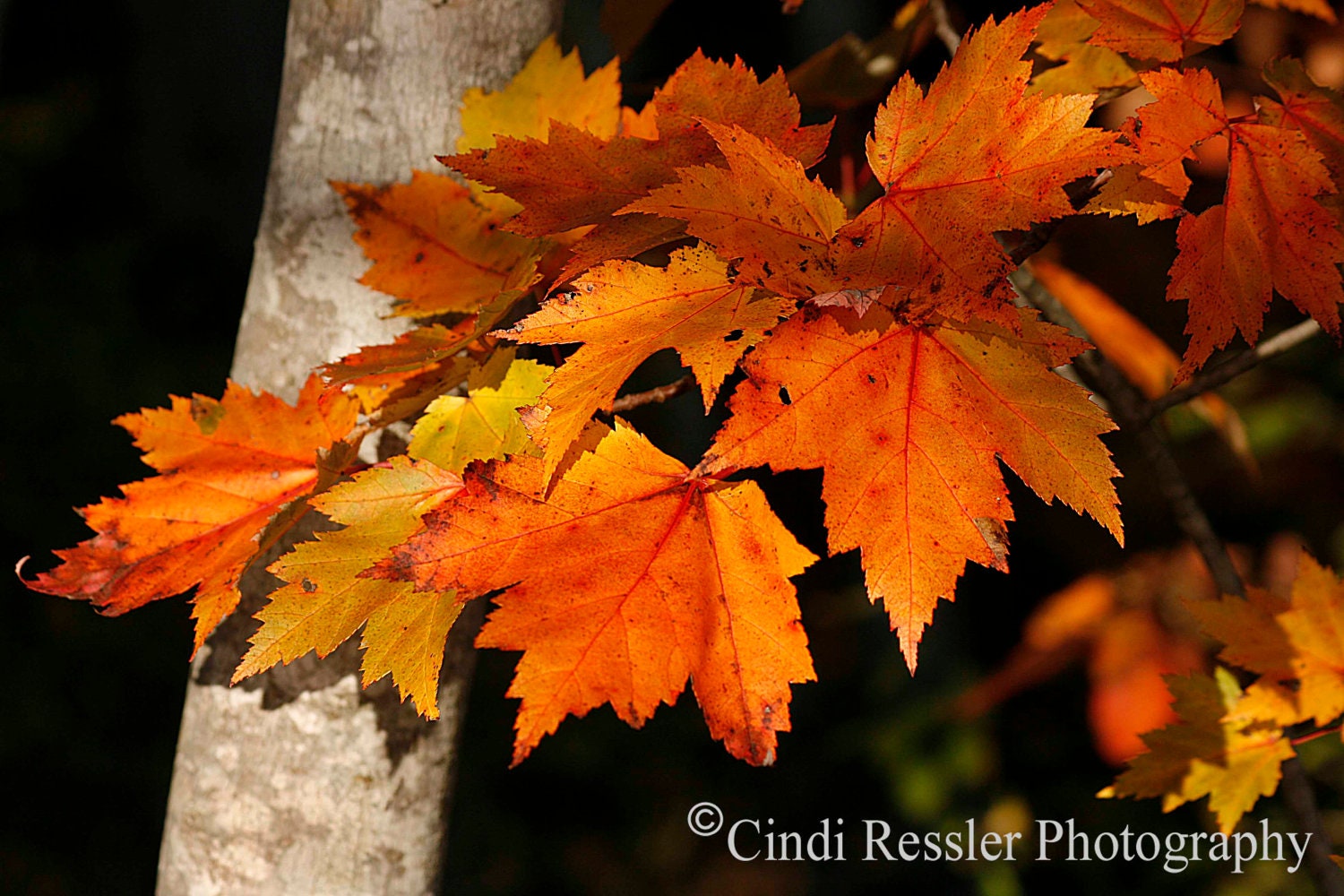 Fall Maple Leaves, 5x7 Fine Art Photography, Nature Photography - CindiRessler