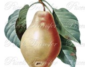PEAR Digital Downloads, Redoute botanical illustration, autumn yellow fruit clipart 188