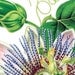 Large Digital Image PINK PASSIFLORA botanical illustrations 107