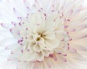 White Flower Macro photograph 8x12 Fine Art Photography nature floral white blossom print