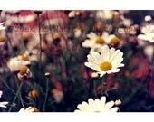 Fine Art Daisy Photography Daisies Flowerbed Summer Flowers White  - 11x17" - Printed to Order