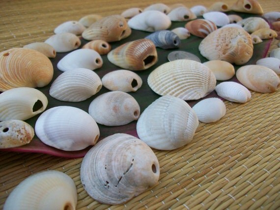 Broken+Seashell+Crafts ... shell beads, natural seashells, home decor, jewelry crafts (Lot 151