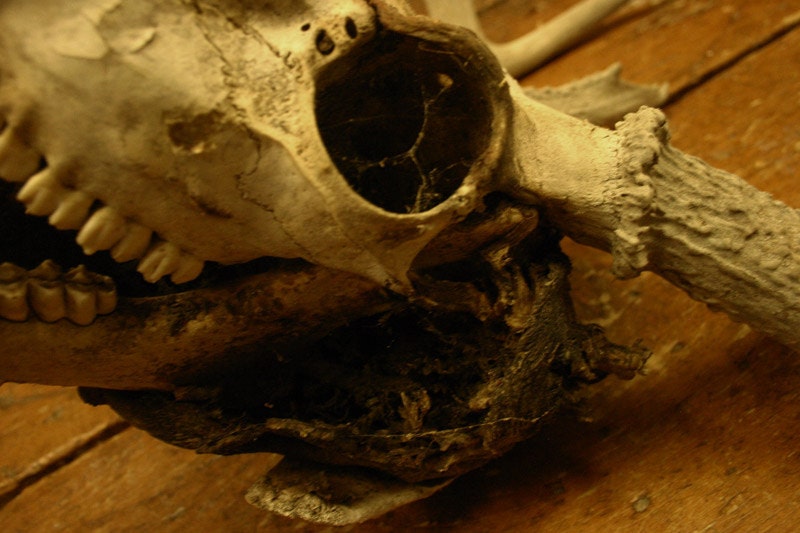 Mummified Deer Skull