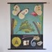 Original Mid Century Biology Print. Butterfly. Pull Down Wall Map. Jung Koch Quentell. Germany.