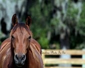 Horse Lovers.   This is high definition photography of a beautiful horse.