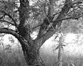 Fenceline Tree