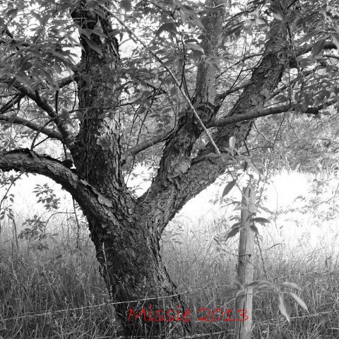 Fenceline Tree