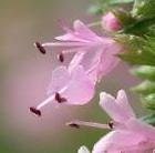 Wildflower Pink Vervain, Verbena hastata, 50 Flower Seeds
