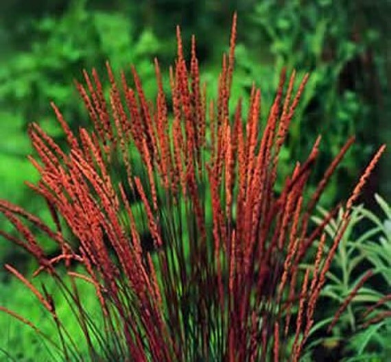 june grass ornamental 20 seeds perennial by cheapseeds on etsy june grass ornamental 20 seeds perennial by cheapseeds on etsy