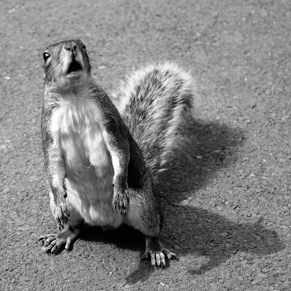 Startled Squirrel Greetings Card 6x6"
