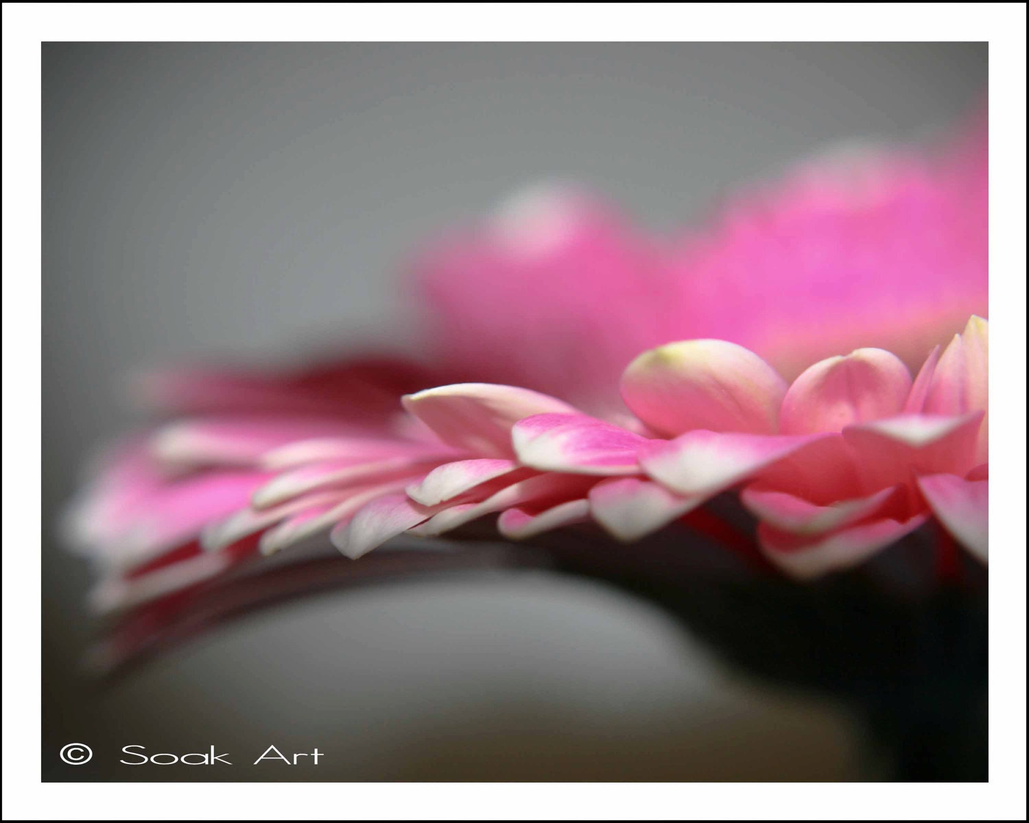 Pink and Grey Flower Photo, Soft Pink Gerbra Fine Art Print, 8x10, Macro Nature Photography, Monochromatic Botanical Print