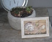 Rustic Beach-Inspired Shadow Box Ocean Home Decor