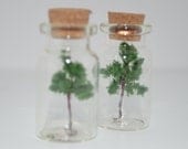 Tiny Tree in a Corked Jar