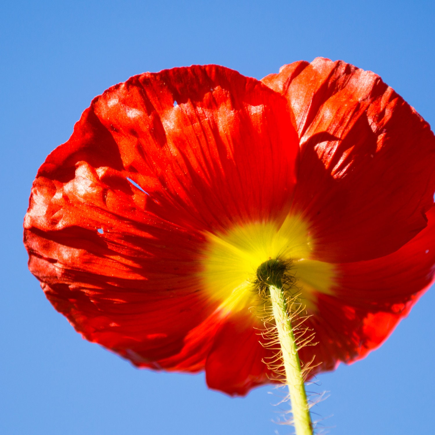 Red Poppy and Sky 10x10 Fine Art Photography Print - charitykittler