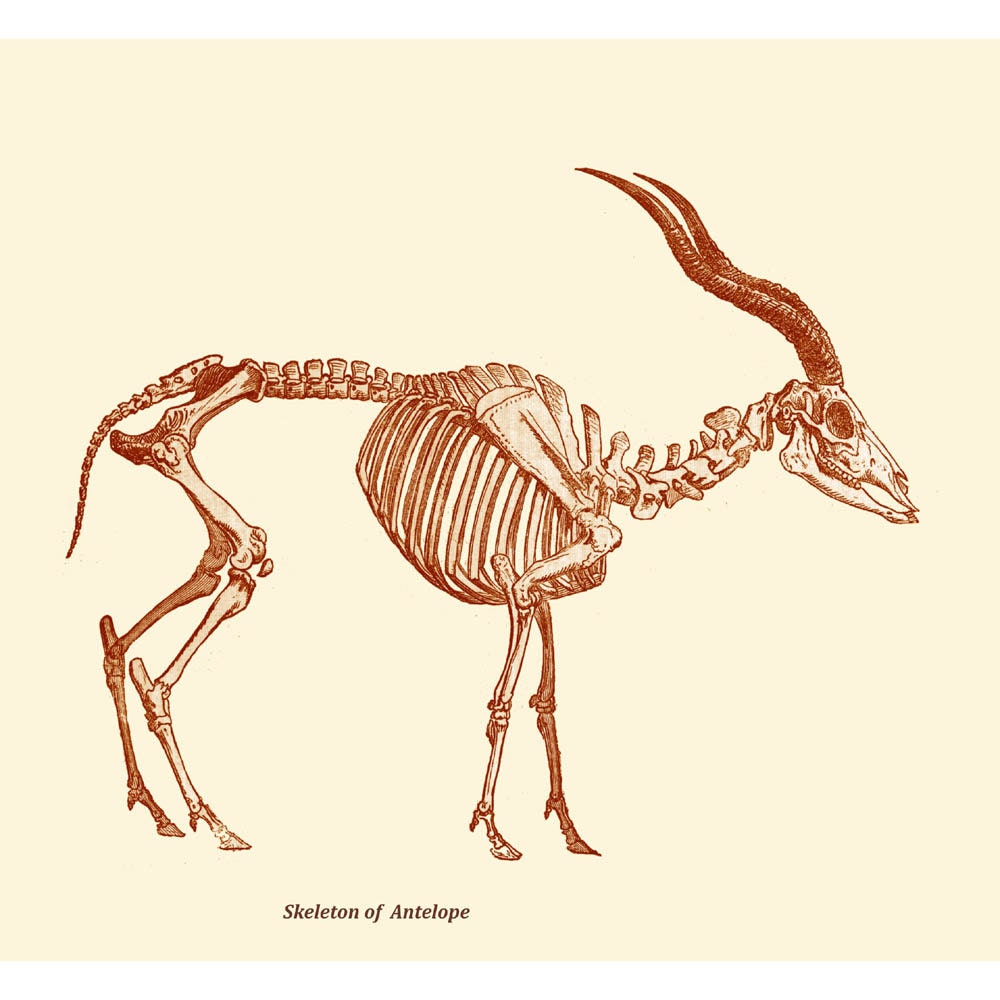 Antelope Skeleton  Digital Print /Antique Illustration / Home Decor / wall Art