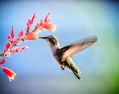 Hummingbird Photo Print, Nature Photography, 8x10 Photograph Print, "Nectar of the Red Cactus" - EyeLightPhotography