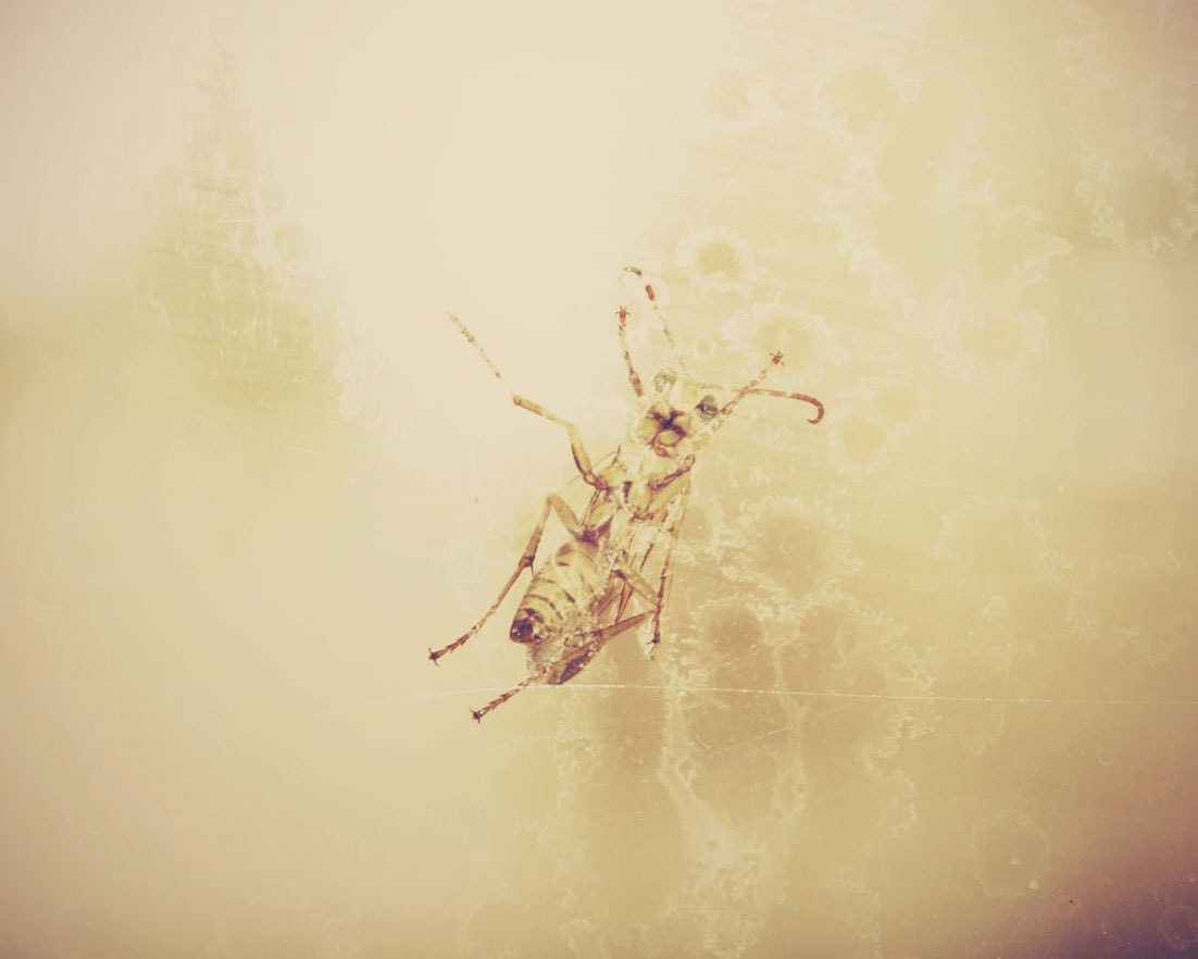 HALF OFF SALE 8x10's.    Bug, Photography, Insect, Nature