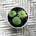 Marlene - An Elaborate Succulent Collection In One-of-a-Kind Mini Hand Thrown Planter