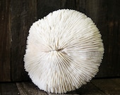 Beach Decor White Coral for Coastal Decor Real Mushroom Coral