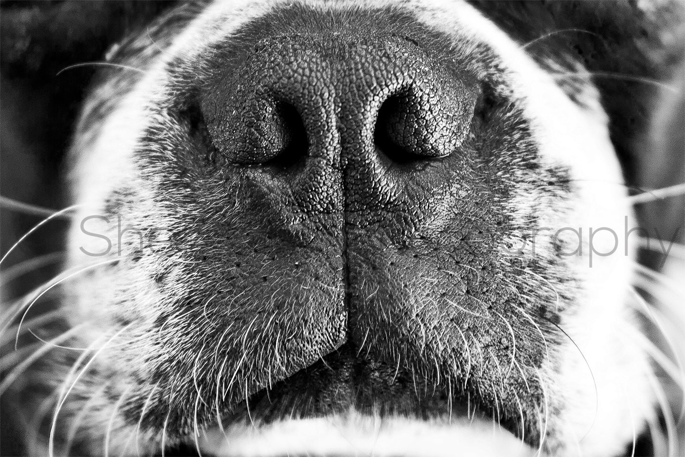 Boston Terrier Dog Nose Black and White by ShermanPhotography