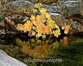 Framed Photography, Fall Photography, Yosemite Photo, Fine Art Photography, Nature Photography, Wall Decor, Wall Art